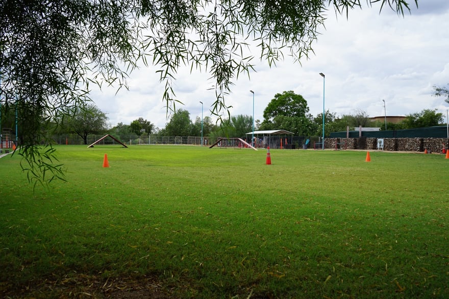 A trainer-ready outdoor training field with cones and an A-frame at the Partners Dogs facility.