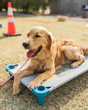 Calm adult Golden Retriever resting in a down-stay on a raised cot outdoors, showing the structured mental rest a boarding dog needs beyond physical tiredness
