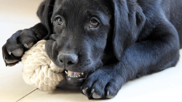 Partners Dogs Scottsdale Shea campus premium training facility in Scottsdale Arizona