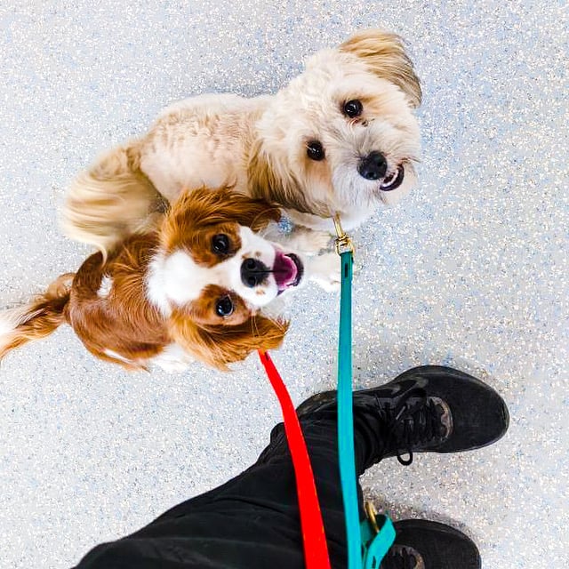 A top-down view of two small dogs, a cream Maltipoo and a Cavalier King Charles Spaniel, sitting on leashes on a speckled lobby floor and looking up at their handler.
