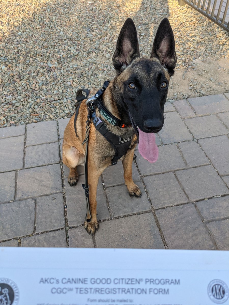 A Partners graduate working calmly off-leash with a trainer