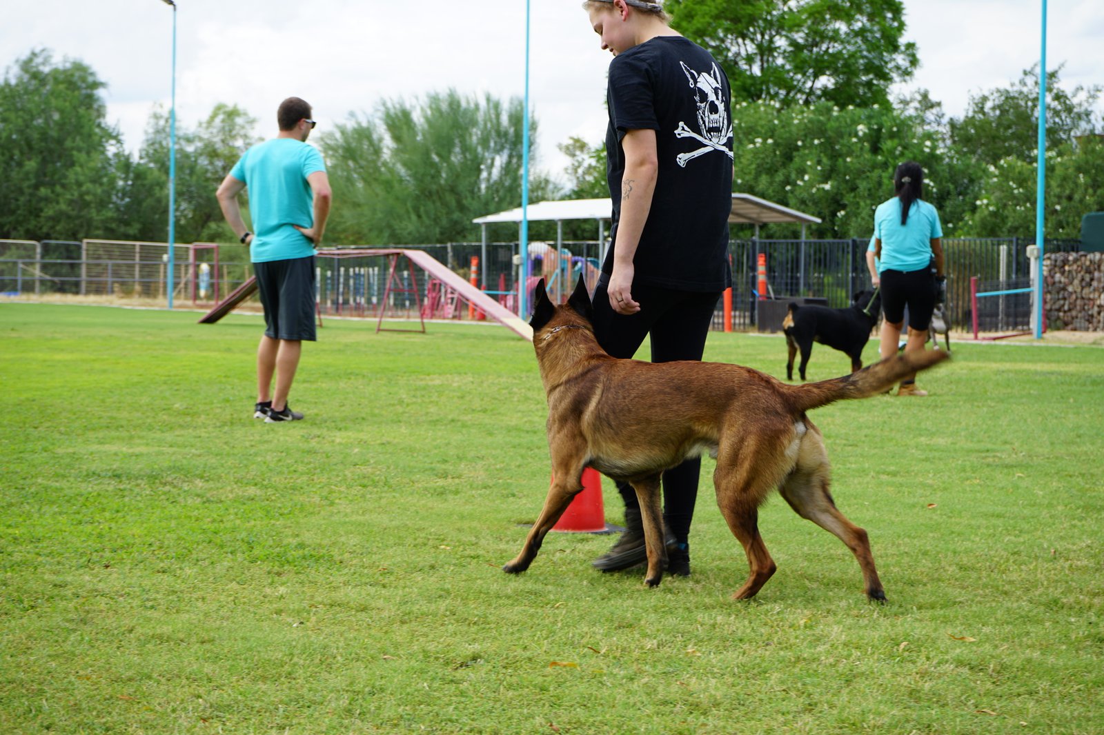 An outdoor group training scene where a Belgian Malinois trots across the grass field near a handler, with teal-shirted staff and another dog working by the agility area.