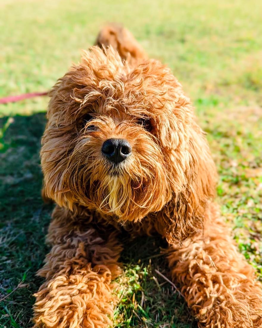 A red curly-coated Cavapoo drops into a playful play-bow on the grass, an inviting note to start building your dog's plan.