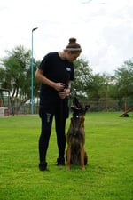 Partners Dogs trainer working with an adult Belgian Malinois on the Cave Creek training field, the desert property where the school was founded in 1997.