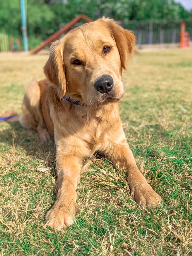 A relaxed young Golden Retriever lies calmly on the grass, the picture of a settled, well-trained dog at home.