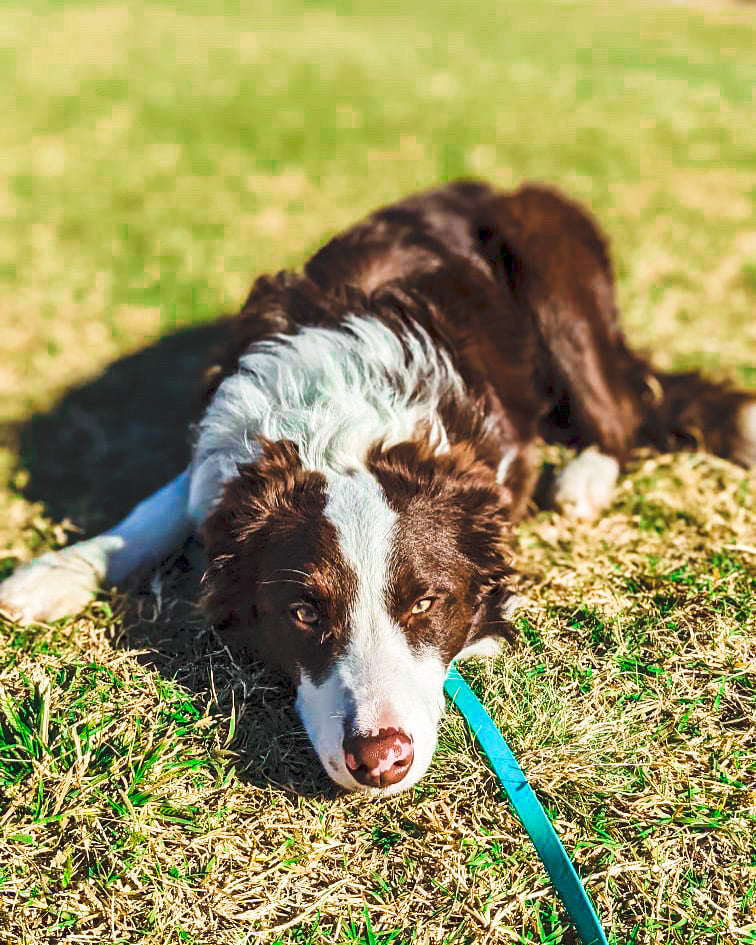 A brown-and-white Border Collie lies stretched out and relaxed on sunny grass, a calm image for the closing contact invitation.