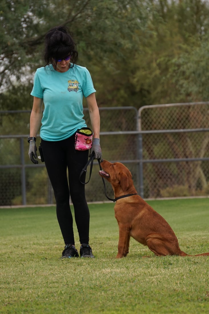 A Partners trainer works a red Labrador in a focused heel on the Cave Creek desert field.