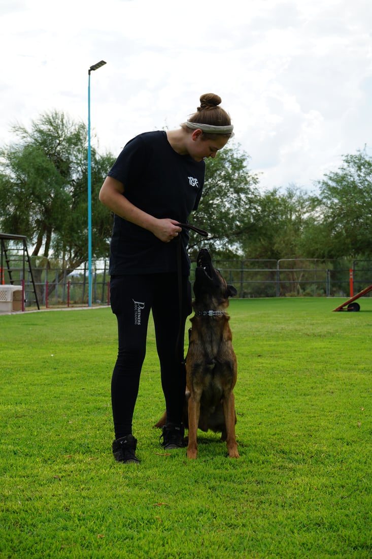 A trainer in black lures a young Belgian Malinois up into a focused sit on the outdoor grass field, holding the reward at chest height while the dog locks onto her.