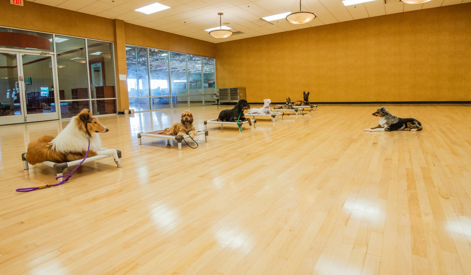 Five dogs each hold a steady down-stay on individual place cots across the large bright indoor training floor with floor-to-ceiling windows.