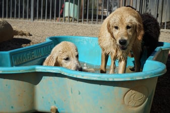 Two wet Golden Retrievers cooling off together in a play pool at Partners Dogs, the dusty, wet coat that Arizona's dry heat leaves needing a rinse.