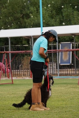 Partners Dog School training session in Scottsdale Arizona