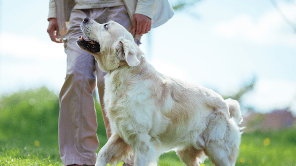 dogs in supervised play and learning at Partners DaySchool