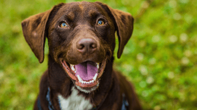 Adult chocolate Labrador retriever with a happy, open-mouth expression outdoors on green grass.