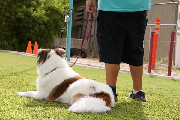 trainer working one-on-one with dog during private lesson