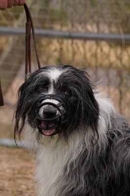 Bella — rescue-mix graduate of Behavior Camp settled calmly at home with her family