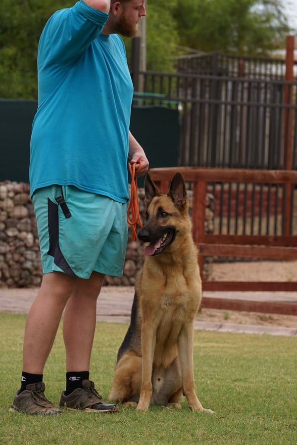 Partners handler in a teal shirt standing next to a German Shepherd sitting at heel on an orange leash on a grass training field.