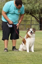 A handler in a teal Partners Dogs shirt bends toward a brown-and-white Australian Shepherd mix sitting calmly on a leash on a grass training field, with a chain-link fence and desert trees behind them.
