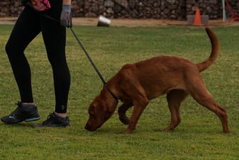Adult dog doing scent work, nose down tracking a scent across grass on leash, the kind of calming enrichment used with anxious dogs during boarding at Partners Dogs