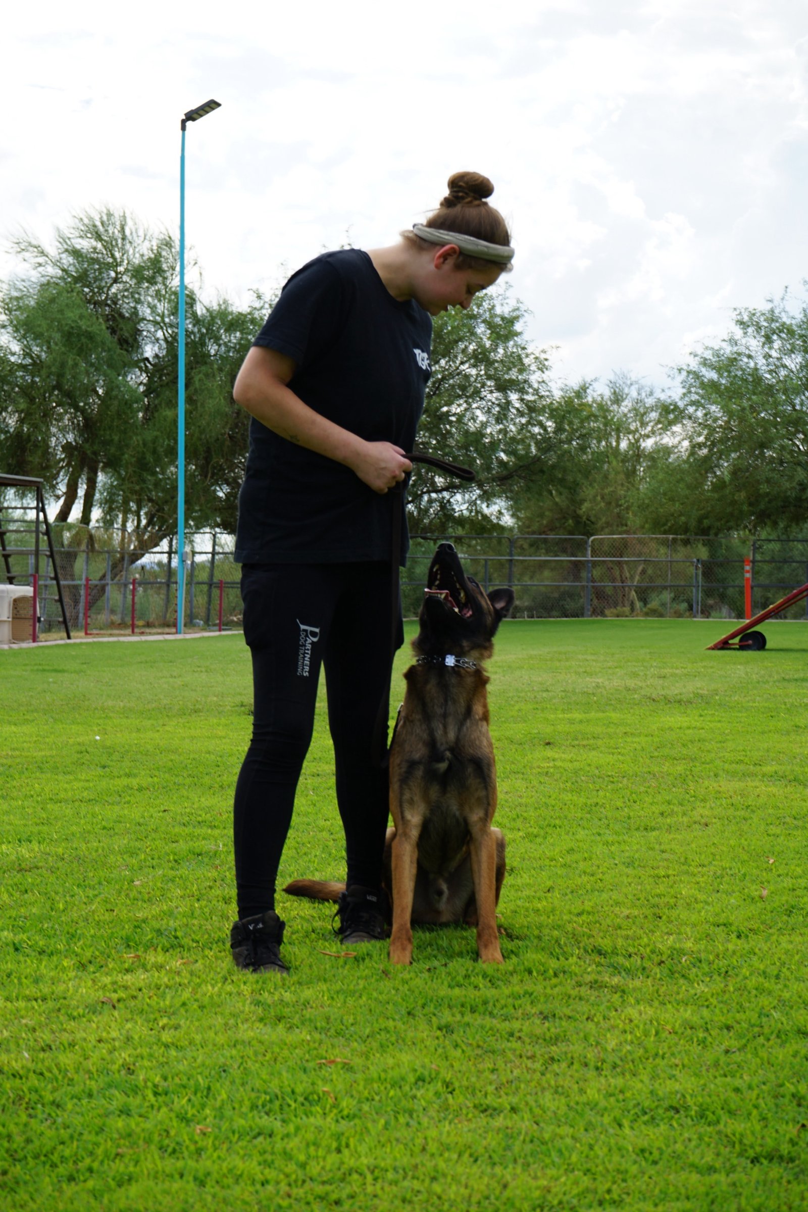 A young trainer dressed in black works a focused Belgian Malinois into a sit and attention on the green training field at the Cave Creek campus, with desert trees and play equipment behind.