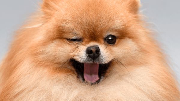 dog in board-and-train transformation program