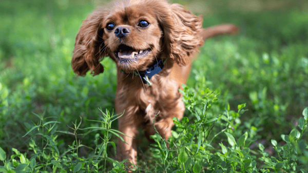 dog in board-and-train transformation program