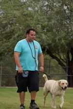 A Partners Dogs trainer wearing a treat pouch walks a yellow Labrador on a loose leash across a grass field, giving the dog feedback along with rewards.