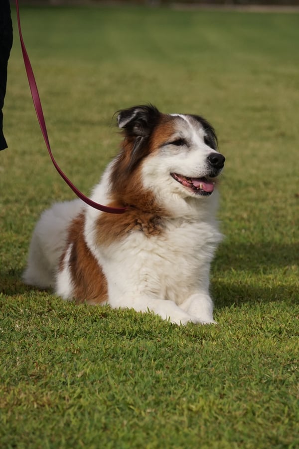 A fluffy tricolor dog lies calmly on the green grass field on a red leash, relaxed with a soft open-mouth expression.