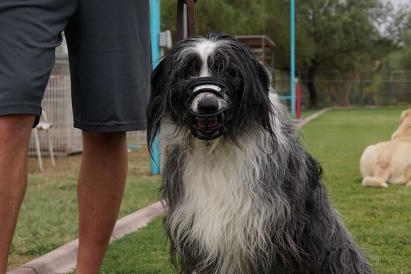 Decision Center FAQ — common questions before you choose a Partners Dogs program
