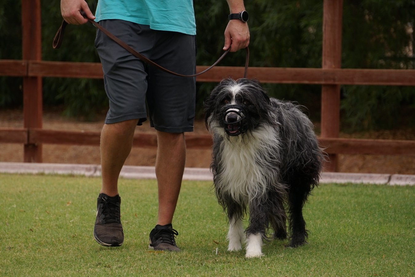 Partners handler walking a large grey-and-white dog on a loose leash across a grass field with a split-rail fence behind.