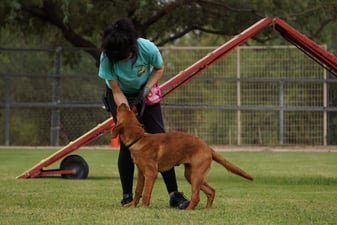 A trainer in a teal shirt and pink treat pouch leans down to engage a red Labrador on a leash, with a red A-frame agility ramp and chain-link fencing on a grass training field.