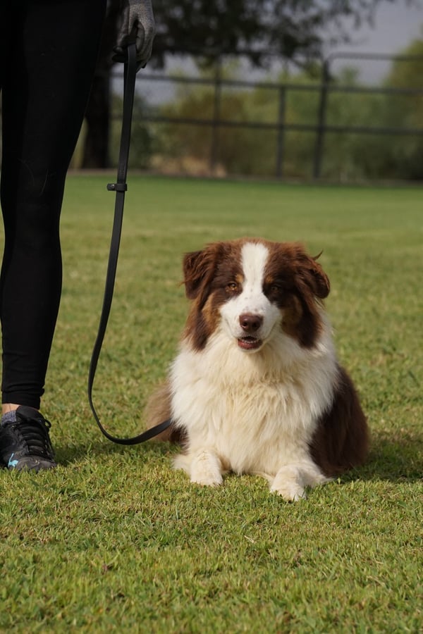 A red-and-white Australian Shepherd lies in a calm down-stay on the green grass field beside a handler holding a slack leash.