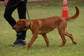 Adult fox-red Labrador walking on a leash across a grass training field, passing an orange training cone with tongue out mid-stride.