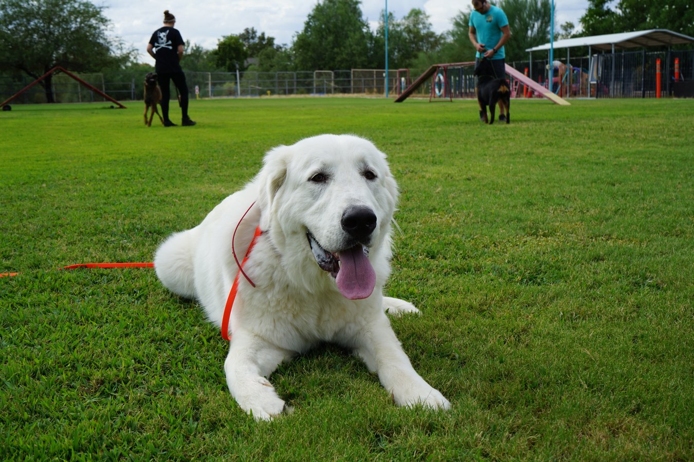 A relaxed Great Pyrenees in a calm down-stay on a green field with an orange long-line, a clean photocard image for bundling programs together.