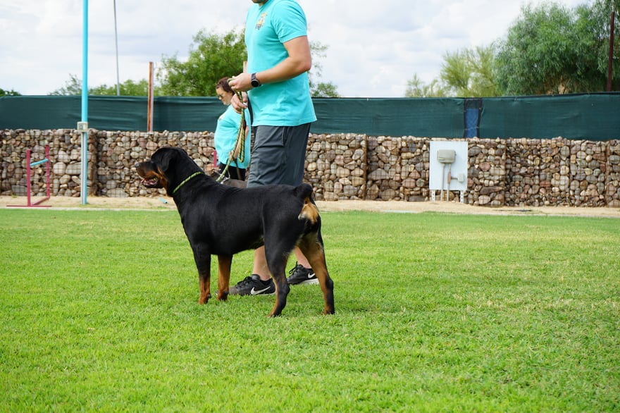 A trainer in a teal shirt handles a Rottweiler on a lead on a green grass field, illustrating the residential camp obedience work.