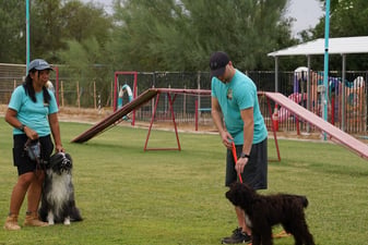 Two Partners Dogs trainers in teal shirts each working a different adult dog on the outdoor agility field, showing multiple handlers on the same training criteria.
