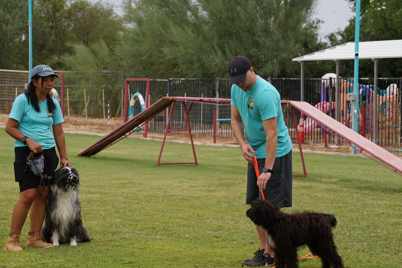An outdoor group training session on the grass field where two trainers in teal work a Tibetan Terrier and a black water-dog on leash among shade structures and play yards.