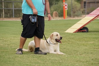 Partners Dogs trainer holding a leash while an adult yellow Labrador holds a calm down-stay on the Cave Creek training field, part of teaching the dog training method stages.