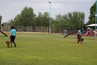 Two Partners Dogs trainers working dogs on long lines across the Cave Creek outdoor training field