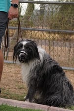 Shaggy black-and-white dog wearing a basket muzzle sitting calmly beside a handler in a fenced outdoor yard at Partners Dogs, the kind of muzzle-trained case other boarding kennels turn away.
