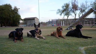 Four adult dogs, a Rottweiler, German Shepherd, red Labrador, and black Labrador, lying calmly in a row on a grass training field at Partners Dogs Cave Creek, all relaxed and settled together.