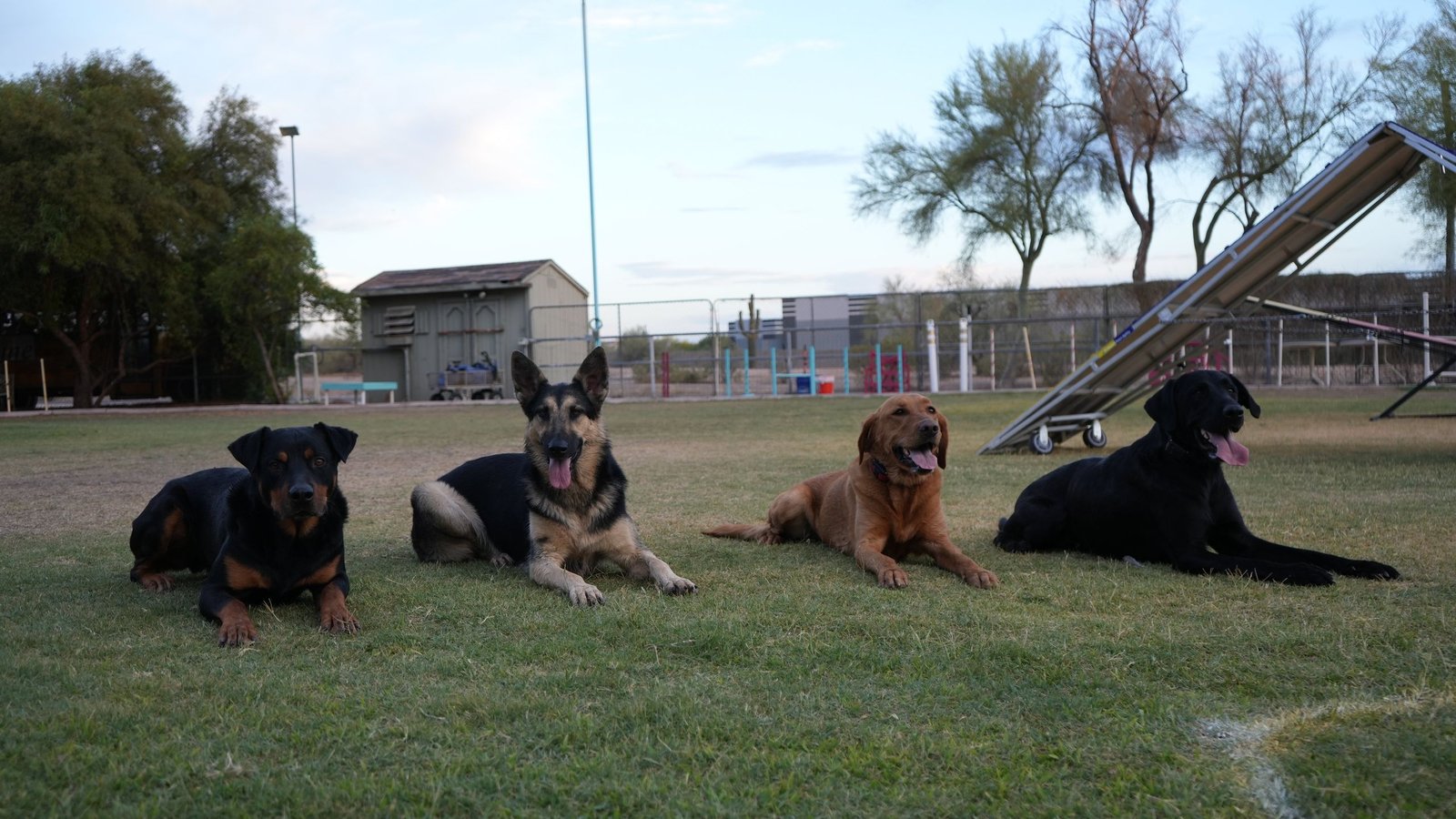 Four dogs holding a steady group down-stay on the Cave Creek training field.