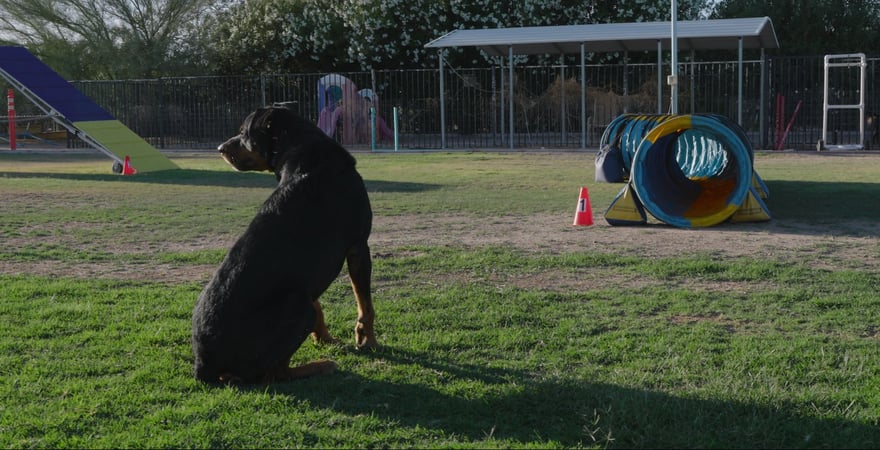 A black dog sits in profile beside an agility tunnel on the Cave Creek desert field.