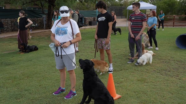 Dog running an agility weave-pole sequence — agility FAQ