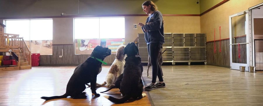 Trainer leading a small group of dogs through a calm sit-stay on the Partners DaySchool training floor