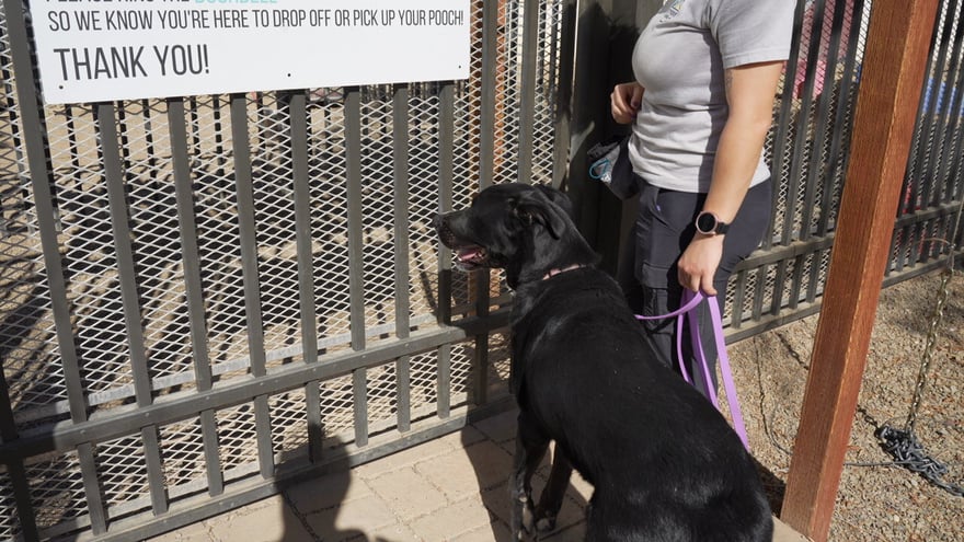 A handler walks a black Labrador on a purple leash through the Cave Creek outdoor gravel run.