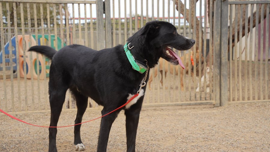 A Partners graduate working calmly off-leash with a trainer