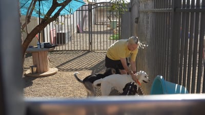 A Partners Dogs staff member kneels to hands-on greet two dogs in an outdoor run, the kind of active, present supervision families should look for to avoid dog daycare red flags