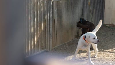 A white Labrador and a chocolate Labrador share an outdoor gravel run at the Partners Dogs Cave Creek campus, the kind of boarding space paired with daily training during a stay.