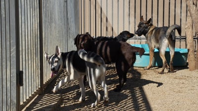 Four dogs, a black-and-white husky mix trotting toward the camera with tongue out, a chocolate-colored dog, a black dog, and a Belgian Malinois, move together through a sunny gravel play yard past a teal kiddie pool.