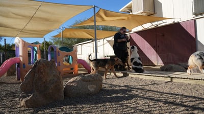 A staff member supervises a small group of adult dogs, including a wiry-coated terrier and a black-and-white shaggy dog, in a shaded outdoor play yard at Partners Dogs Cave Creek daycare.